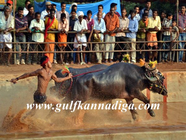 Mang-Lava-kusha-kambla-Jan-4-2014-002