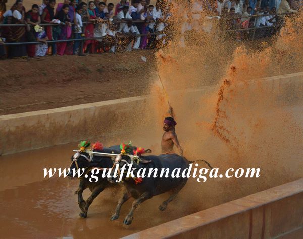 Mang-Lava-kusha-kambla-Jan-4-2014-003