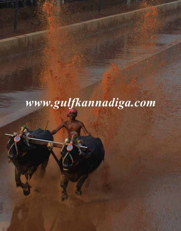 Mang-Lava-kusha-kambla-Jan-4-2014-004