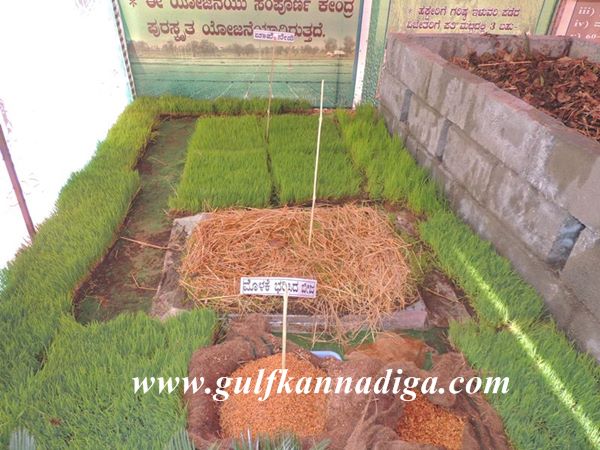 Udupi-Krishimela-Jan-25-2014-031