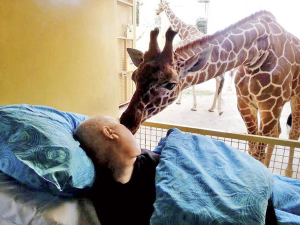 The giraffe leans in to say goodbye to the terminally ill zoo worker