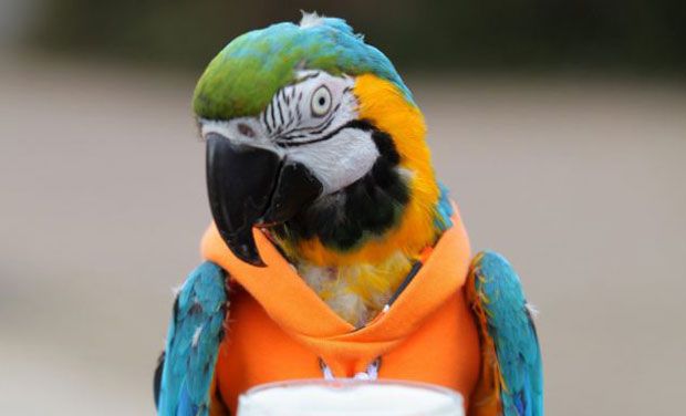 parrot-jack