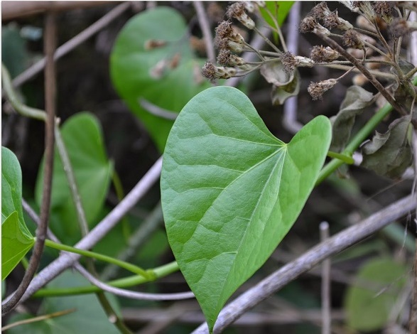 Guduchi (Amruthaballi) An Amirta that Helps heal The Body From Various