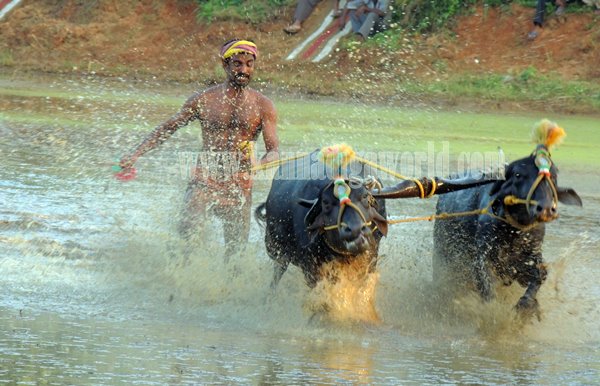 Kndpr_moodlakatte_Dodmane Kambala (12)