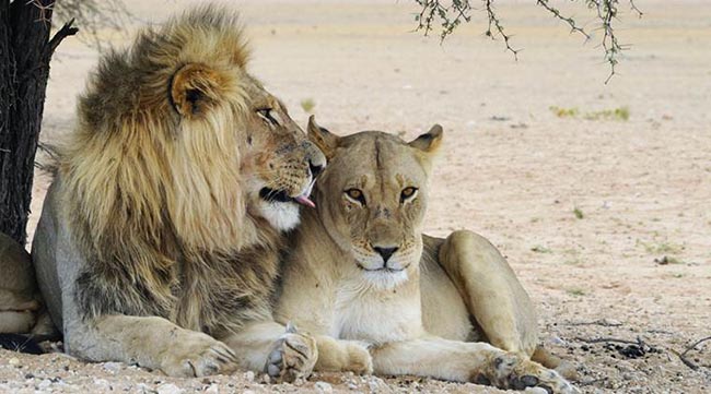 Lion and Lioness (Panthera leo) snuggle affectionately in the shade of a Camelthorn, Kalahari desert, South Africa