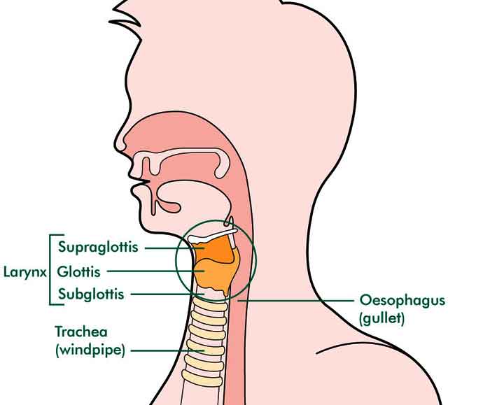 larynx_labelled