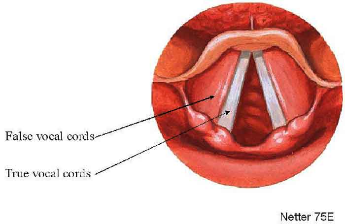 larynx_vocal_card