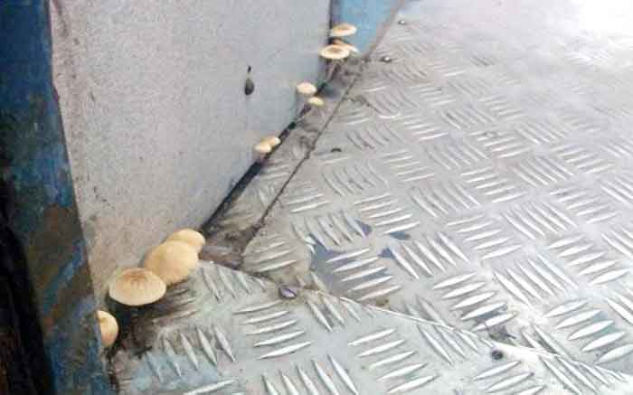 mushrooms_in_train1