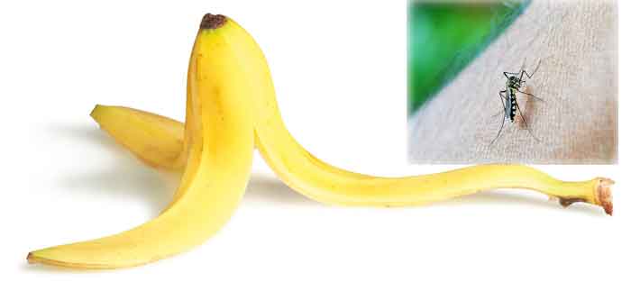 banana_peel_mosquit