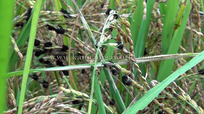 bhatta_krashi_problem-1