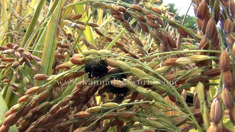 bhatta_krashi_problem-2