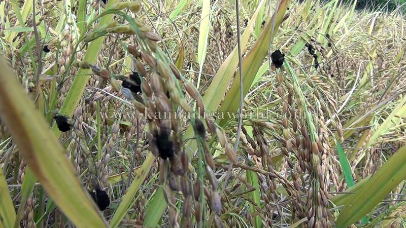 bhatta_krashi_problem-3