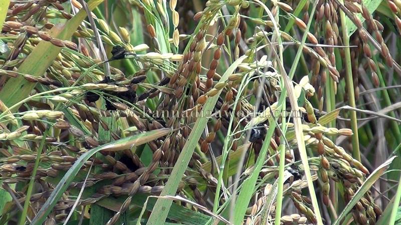 bhatta_krashi_problem-4