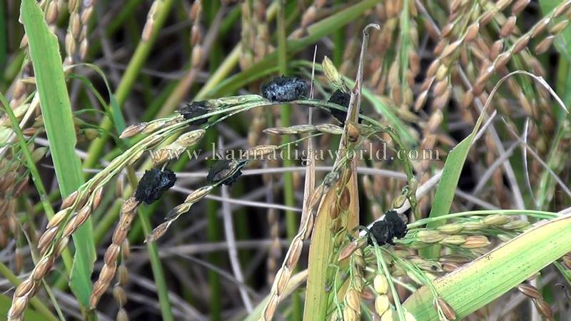 bhatta_krashi_problem-5