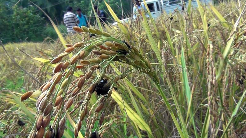 bhatta_krashi_problem-6