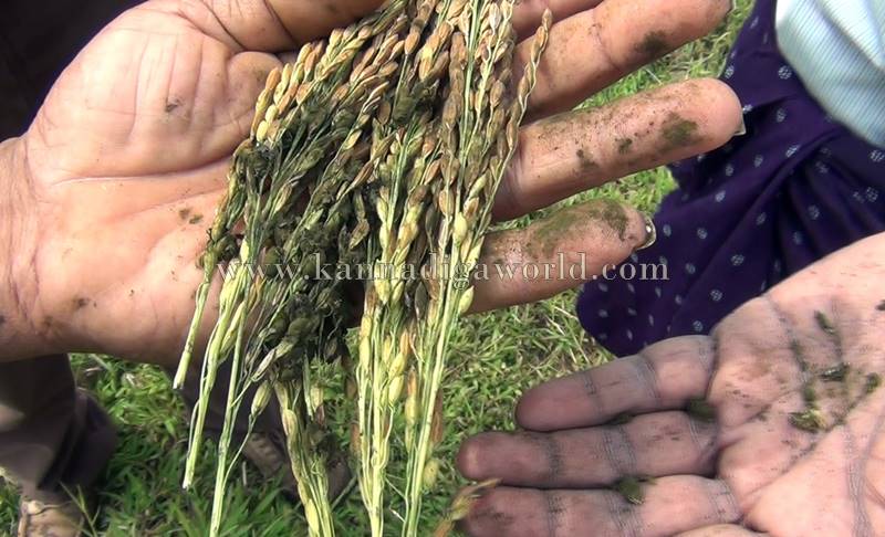 bhatta_krashi_problem-7