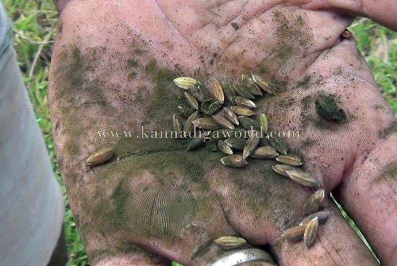 bhatta_krashi_problem-8