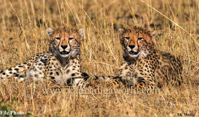 cheeta_problum_bajpe_1