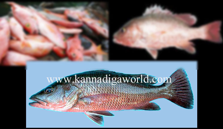 chemberi_fish_poison