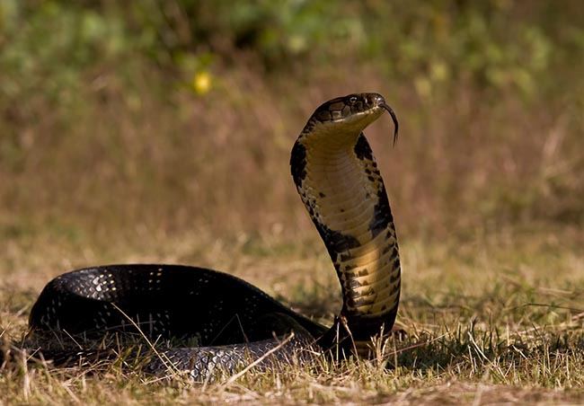 black-cobra-snake