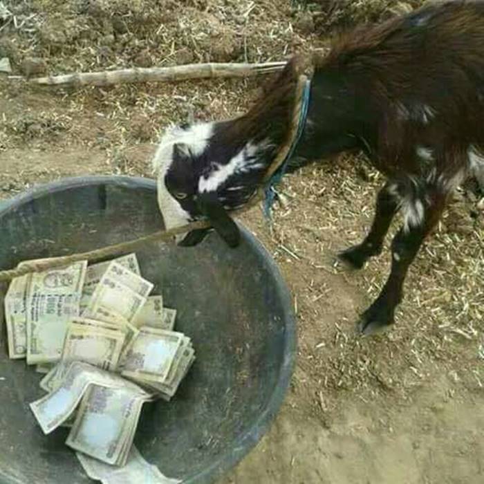 indian_500-1000_notes-5