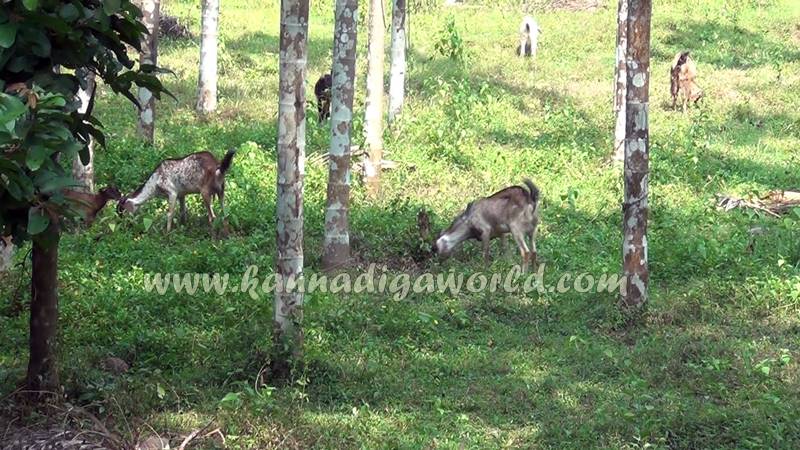 kundapura_dhanalakshmi_problem-2