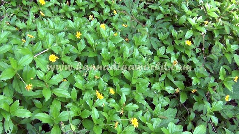 kundapura_dhanalakshmi_problem-4