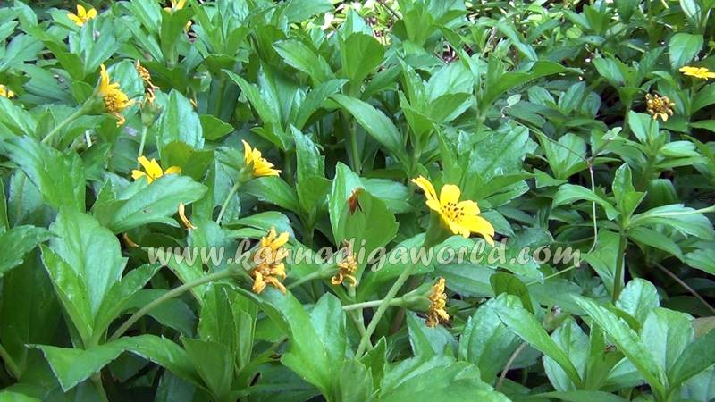 kundapura_dhanalakshmi_problem-5