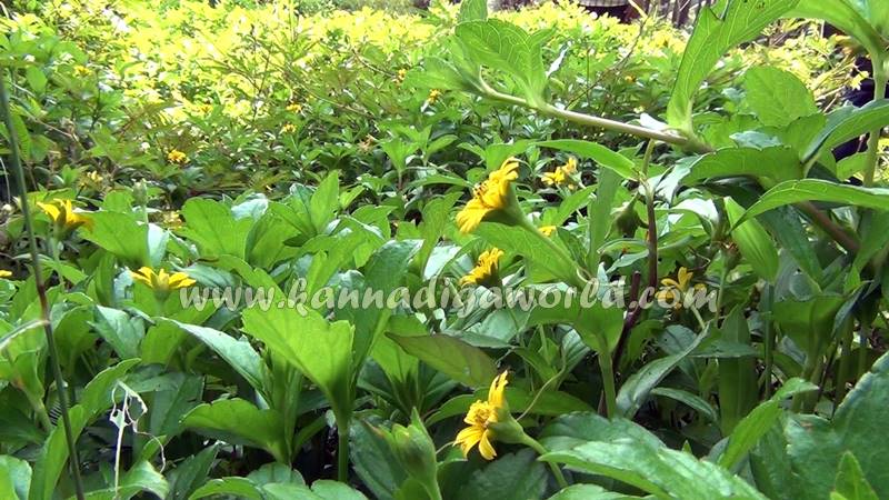 kundapura_dhanalakshmi_problem-7