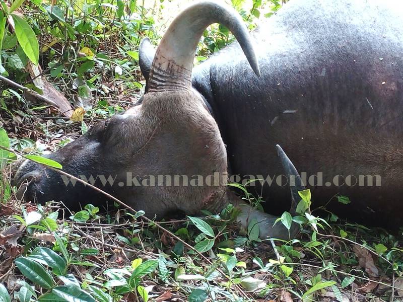 kundapura_kadukona_deadbody-2