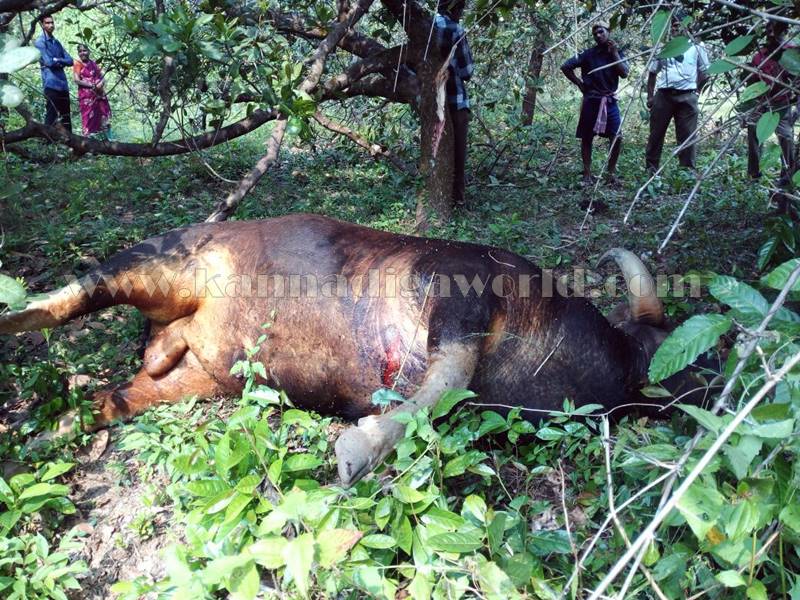 kundapura_kadukona_deadbody-3