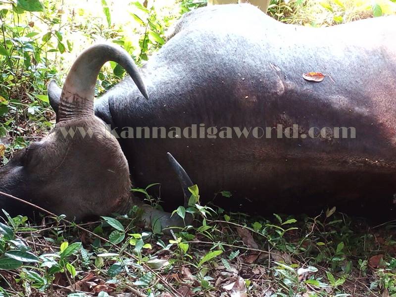 kundapura_kadukona_deadbody-5