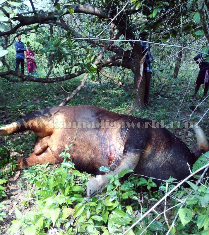 kundapura_kadukona_deadbody-6