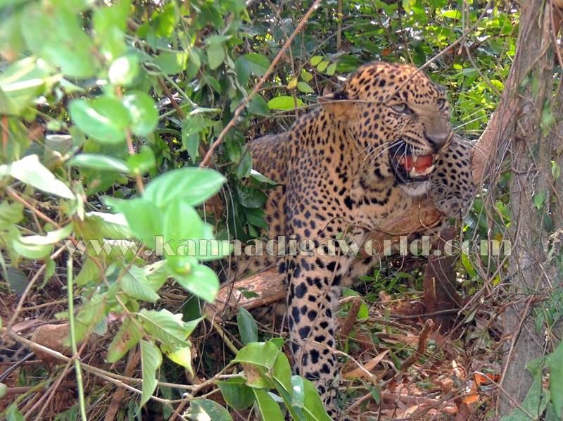 kundapura_operation_cheetha-10