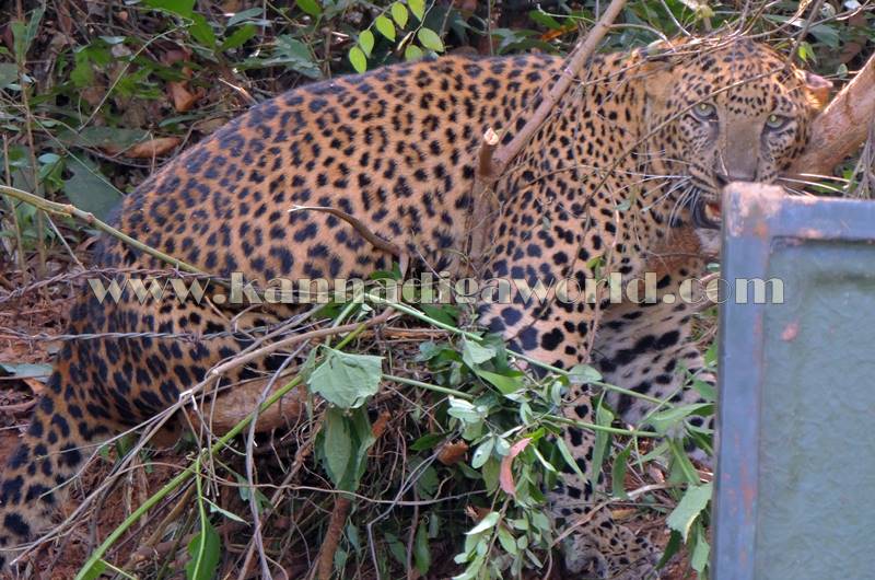 kundapura_operation_cheetha-12