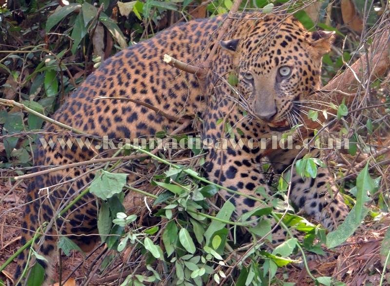 kundapura_operation_cheetha-13