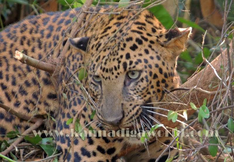 kundapura_operation_cheetha-14