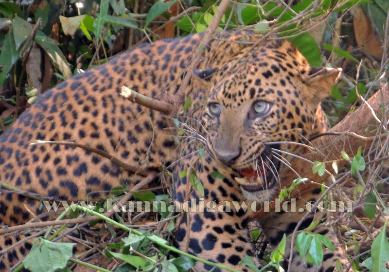 kundapura_operation_cheetha-15