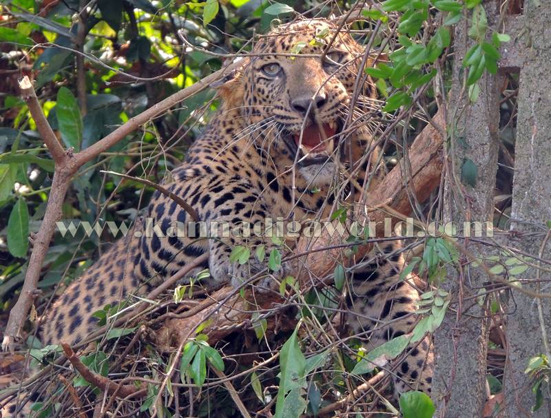 kundapura_operation_cheetha-17