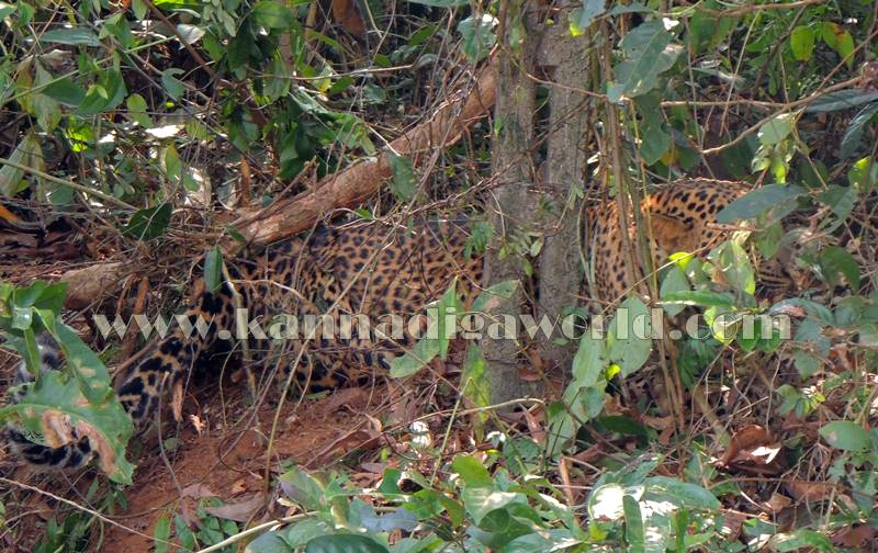 kundapura_operation_cheetha-2