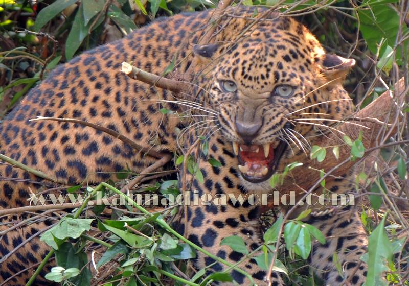 kundapura_operation_cheetha-2