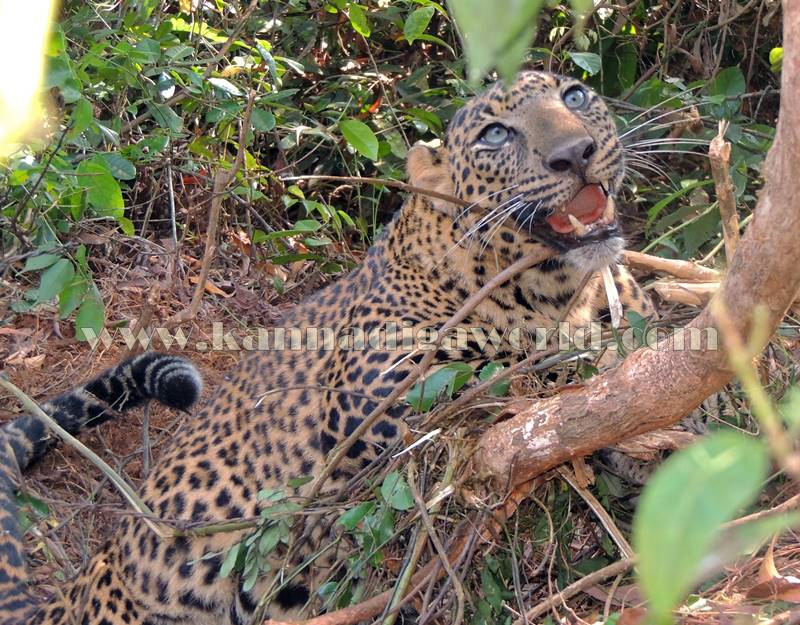 kundapura_operation_cheetha-20