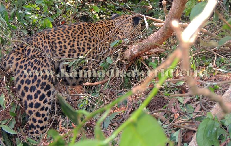 kundapura_operation_cheetha-21