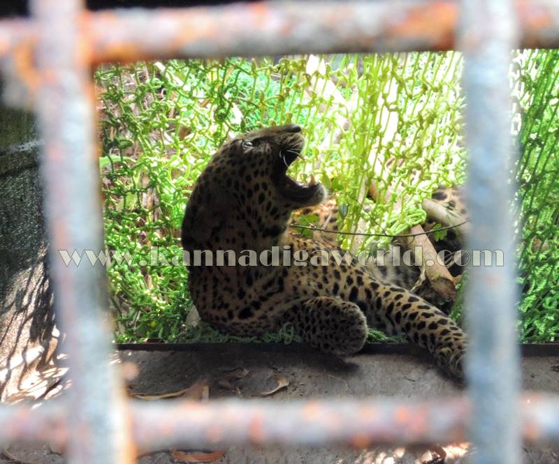 kundapura_operation_cheetha-23