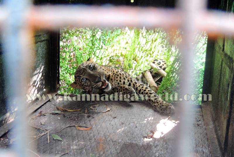 kundapura_operation_cheetha-24