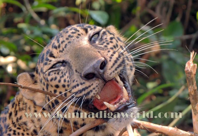 kundapura_operation_cheetha-4