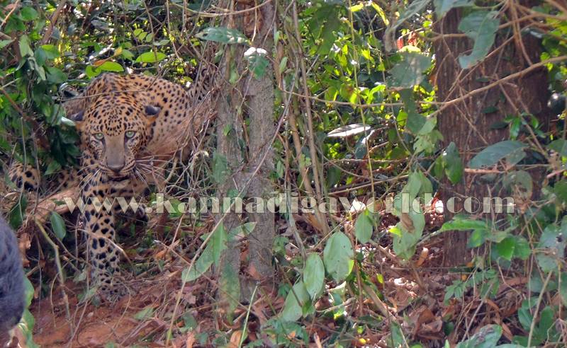 kundapura_operation_cheetha-7