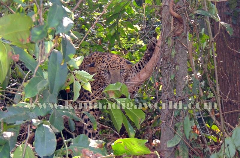 kundapura_operation_cheetha-8