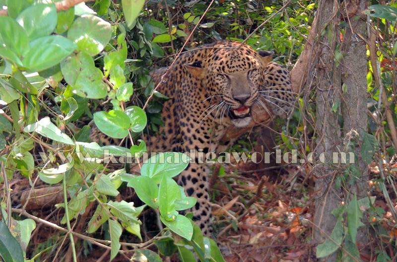 kundapura_operation_cheetha-9