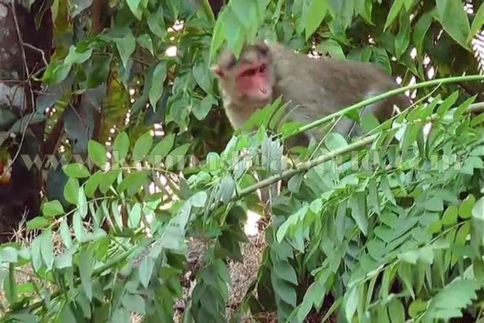 udupi_mangana_mamathe-3